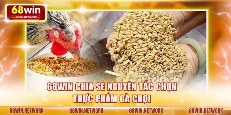68WIN chia sẻ nguyên tắc chọn thực phẩm gà chọi