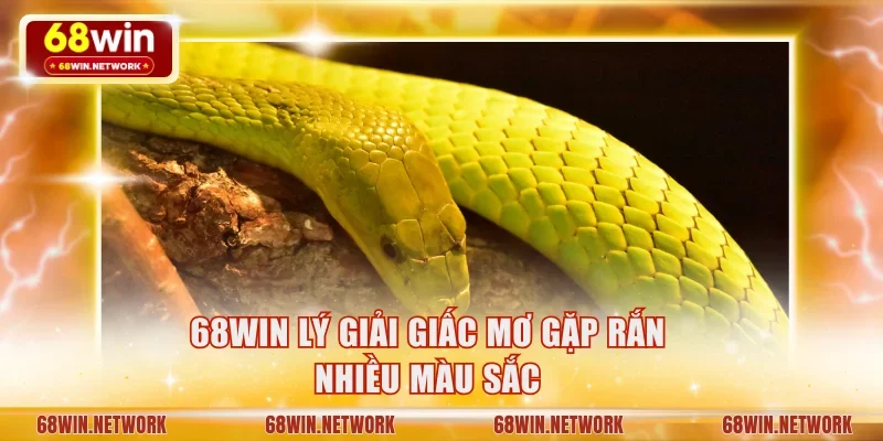 68WIN lý giải giấc mơ gặp rắn nhiều màu sắc