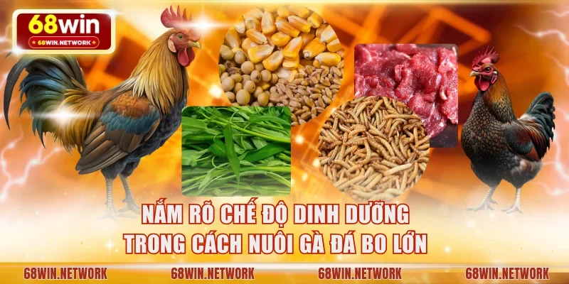 Nắm rõ chế độ dinh dưỡng trong cách nuôi gà đá bo lớn