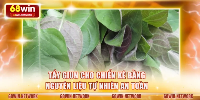Tẩy giun cho chiến kê bằng nguyên liệu tự nhiên cực an toàn