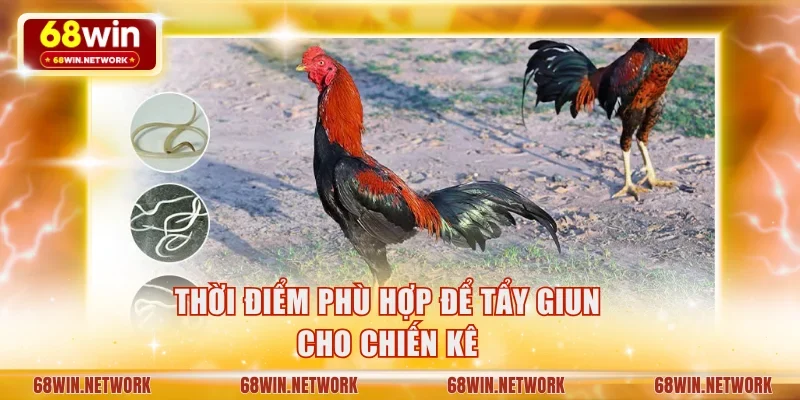 Thời điểm phù hợp để tẩy giun cho chiến kê