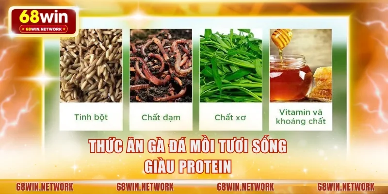 Thức ăn gà đá mồi tươi sống giàu protein