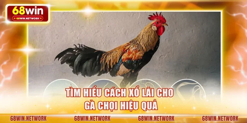 Tìm hiểu cách xổ lãi cho gà chọi hiệu quả