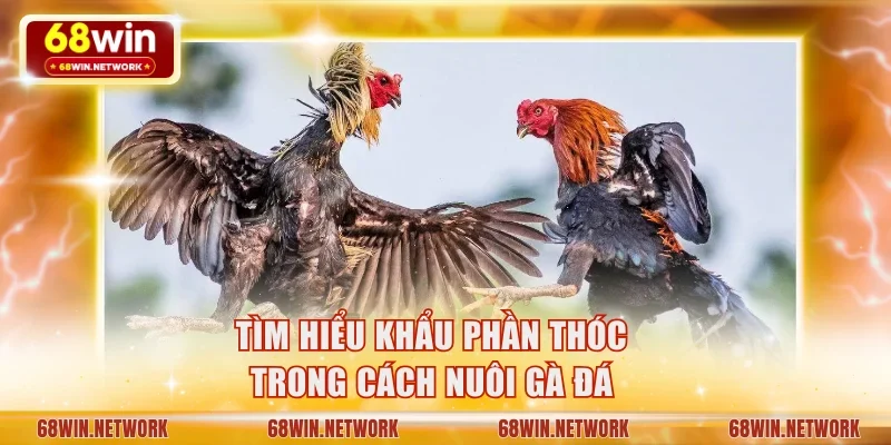 Tìm hiểu khẩu phần thóc trong cách nuôi gà đá