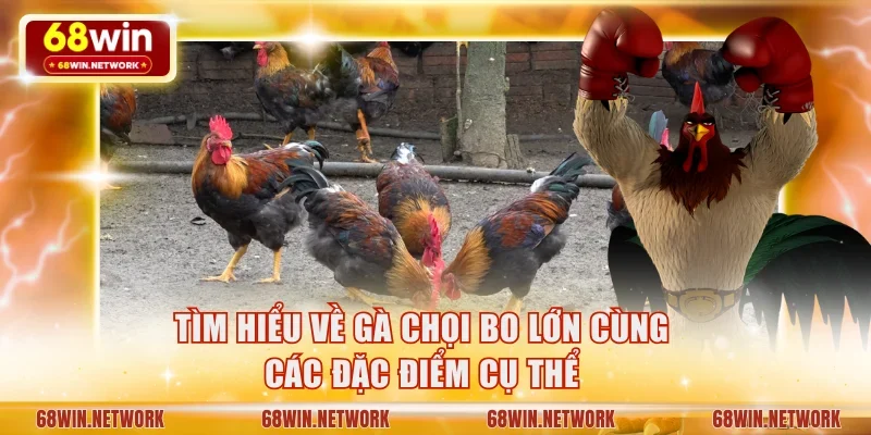 Tìm hiểu về gà chọi bo lớn cùng các đặc điểm cụ thể