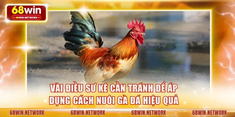 Vài điều sư kê cần tránh để áp dụng cách nuôi gà đá hiệu quả